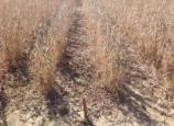 -GENERATION PHASE 4 RR XTEND 2 CROP SYSTEM + RR PLUS 3 SYSTEM UNTREATED TREATED