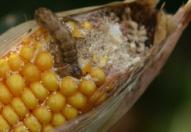 Earworm Fall Armyworm Corn Borer Western