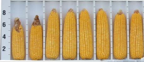 Next-Gen Corn Insect Control Pipeline Innovation Driving Future Generations of Novel Insect Protection Traits BELOW