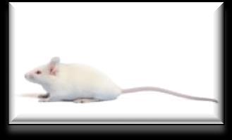 AbR plasmid curing in mice Special food (D1-3) Transfer into fresh cage CTX D4-6 D7-9 TET Examine target colonization Examine interference plasmid colonization & curing of target plasmid Interference