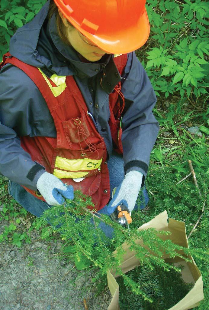 2011 results show that higher concentrations of fluoride in hemlock foliage continue to be measured in collections from sites nearest Kitimat Operations.