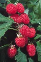 RB-CC-03 UNIVERSITY OF CALIFORNIA COOPERATIVE EXTENSION 2003 SAMPLE COSTS TO PRODUCE FRESH MARKET RASPBERRIES Central Coast Santa Cruz and Monterey Counties José E.