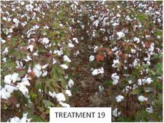 The 2010 UGA Cotton Defoliant Evaluation Program was sponsored by: Amvac Chemical Corporation Arysta LifeScience North America BASF Ag Products Bayer CropScience