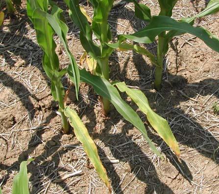 4. Common Nutrient Deficiencies During Drought Lloyd Murdock & Greg Schwab, University of Kentucky Many fields of corn may be displaying symptoms of nitrogen (N) or potassium (K) deficiency, even