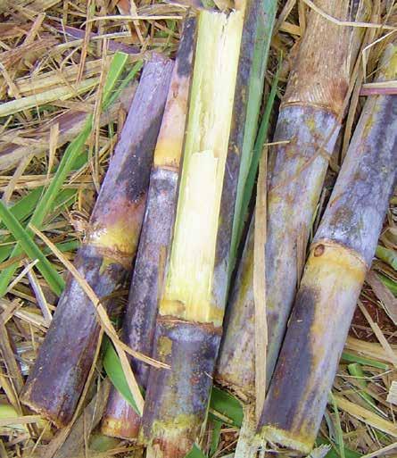 92% of the world s land under sugarcane is now Bonsucro Certified, and over 43 million tonnes of certified sugarcane has been produced.