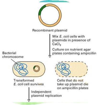 the plasmid into a bacterial cell that can replicate and make copies of this plasmid.