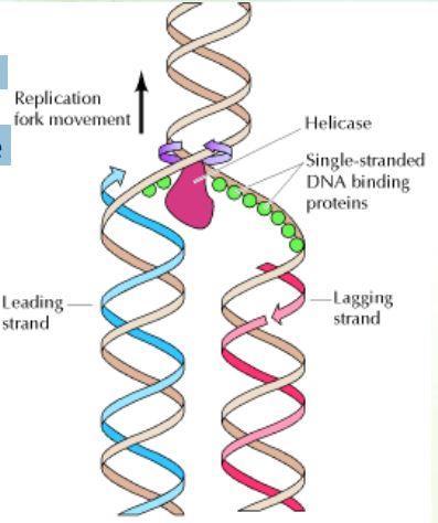 In the lagging strand, each fragment requires a primer and DNA elongation occurs by the enzyme DNA polymerase as usual.