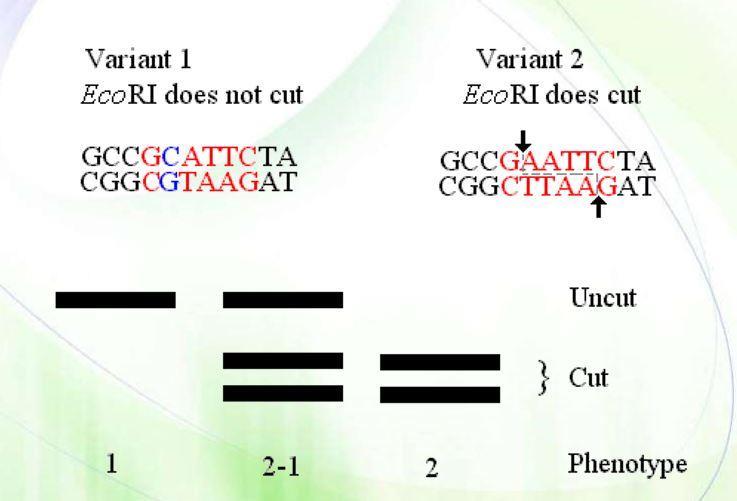 Case 2: Let s say that there is a person who has both copies of allele that has GAATTC(variant 2) sequence which can be cut by EcoR1 in both chromosomes generating two shorter fragments (for each