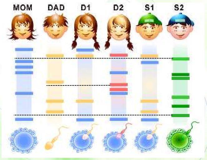 Let s take an example From the figure below: For D1: The first and last DNA fragments come from the mom and the 2nd and 3rd fragments come from the dad, so she is their daughter.