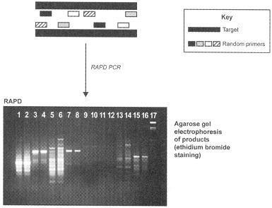 Also known as arbitrarily primed PCR. This takes advantage of PCR to amplify a variety of sequence fragments from the genome by using primers. In RAPD, the primers used are arbitary.
