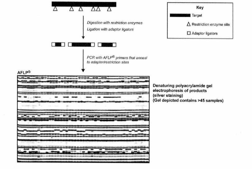 Figure 15. Molecular strain typing by amplified fragment length polymorphism (AFLP) analysis. DNA restriction fragments are ligated to adapter molecules.