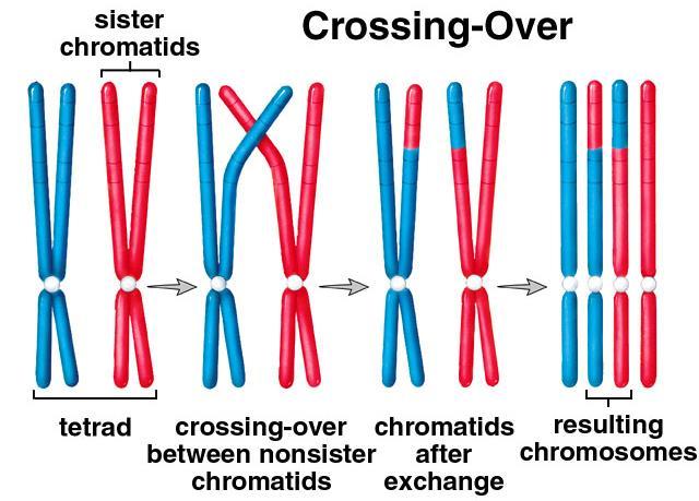 replication of starting chromosomes