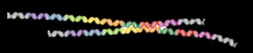 How are unique numbers of simple sequence repeats generated? 8 repeats 8 repeats 1 2 3 4 5 6 7 8 1 2 3 4 5 6 7 8 Start with two chromosome selections containing the same simple sequence repeats.