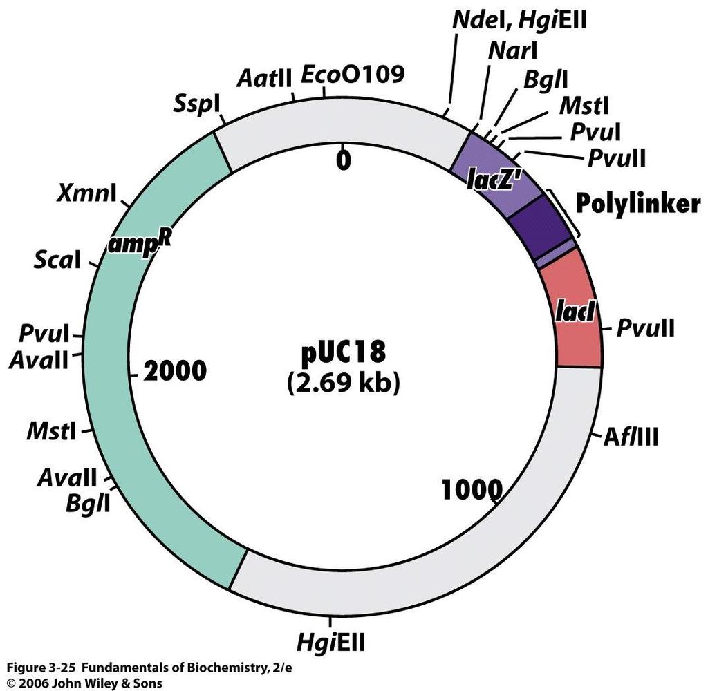 Recombinant DNA vectors: Amplification of DNA fragment can be achieved in the cell using cloning vectors: plasmid or bacteriophages Plasmid Small circular DNA in bacteria or yeast cells Accumulate