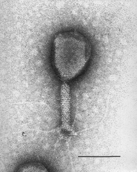 Bacteriophage Bacteriophages are bacteria viruses. When they infect their host they use host machinery to replicate their DNA.