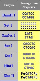 Restriction enzymes - cleave DNA et specific sequence - found in prokaryotes, cleave foreign DNA (own DNA is methylated and thus not recogrnized) The length of restriction recognition sites varies (4