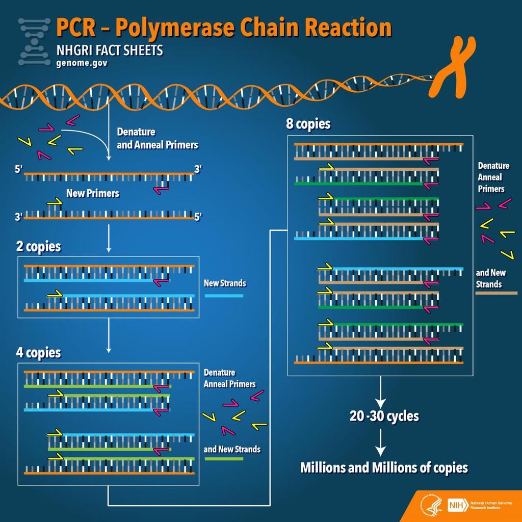 These three steps strand separation, hybridization of primers, and DNA synthesis constitute one cycle of the PCR amplification and can be carried out repetitively just by