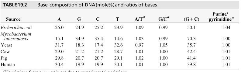 19.2 DNA Is Double-Stranded Table 19.2 A.