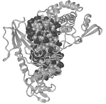 Supercoiling Most bacterial chromosomes are supercoiled, and regions of eukaryotic DNA are supercoiled Topoisomerases - enzymes that can alter the topology of DNA helixes by: (1) Cleaving one or both