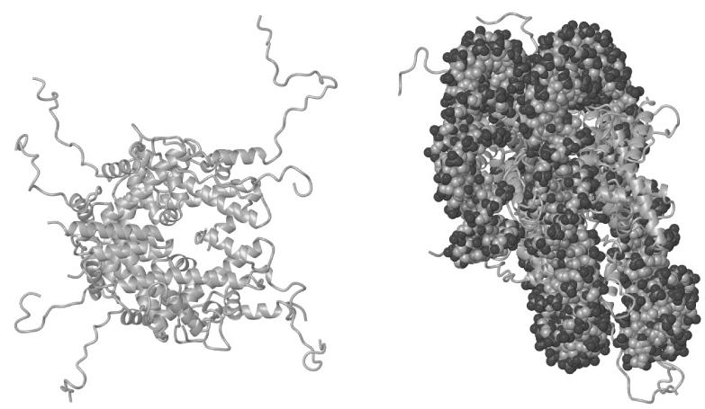 Fig 19.24 Structure of chicken nucleosome core particle Histone octamer Octamer bound to DNA B.