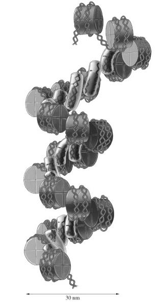 Solenoid model of 30nm chromatin structure Figure 19.