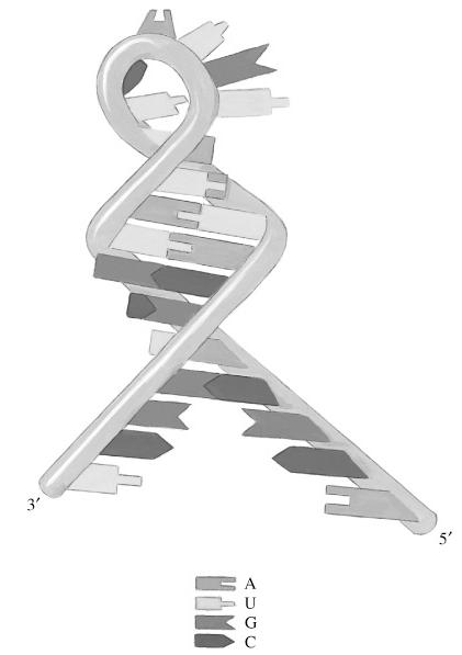 Fig 19.21 Stem-loop structures in RNA Stem-loops or hairpins can form from short regions of complementary base pairs Stem: base-paired nucleotides Loop: noncomplementary nucleotides 19.