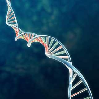 Genetics and Molecular Pathology Genetics is the study of genes, genetic variation, and heredity in living organisms.