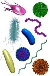 sensitivity to specific antibiotics Virology is the study of viruses and the disease caused by them