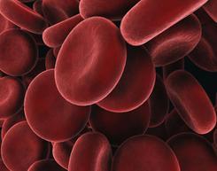 Blood Sciences - Haematology Haematology