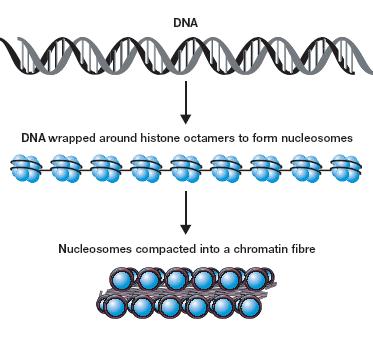 DNA Packaging Chromatin consists of DNA and protein.
