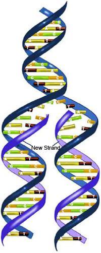 How It Occurs DNA replication regulated by a series of enzymes DNA