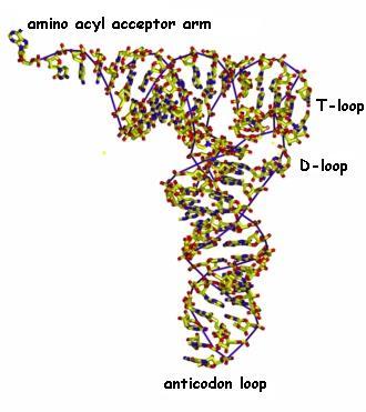 trna carries amino acids RNA molecule that folds into a special structure Each