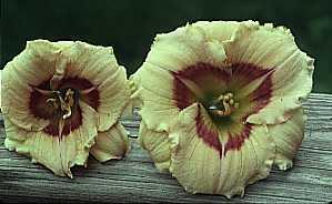 Daylily Tetraploids Larger flowers Taller plants Thicker flower