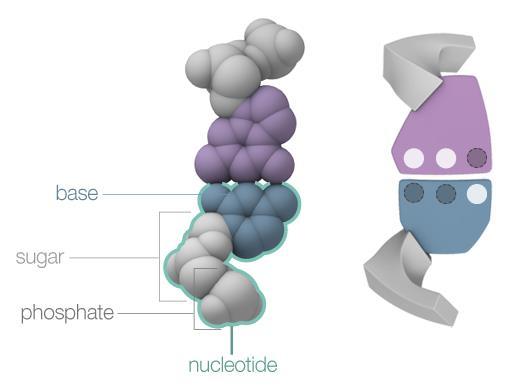 Nucleotides Monomers of the DNA molecule Each nucleotide is made up of three parts: a