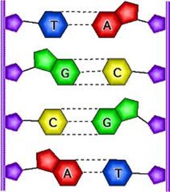 Nucleotide Bonding in the DNA Molecule Nucleotide bonding Covalent
