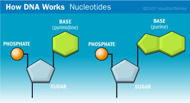 Nitrogenous Bases of Nucleotides 4 kinds Divided into two classes: 1) Purines 2
