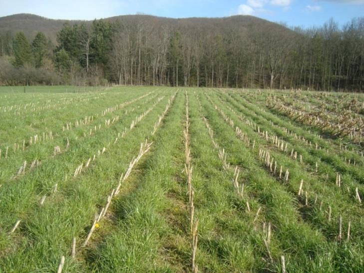 Annual ryegrass cover crop after corn harvest in fall Penn State On-Farm Research Trials (about 12 locations each in 2013 and 2014) Treatment Species Rate (Lbs/A) Untreated No cover crop 0 Grass
