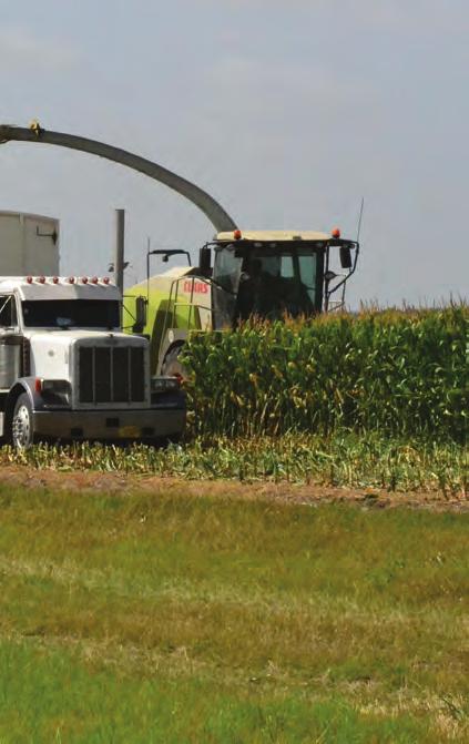 Optimal Silage offers you options Are you looking for a silage corn crop that will provide high starch and improve fiber digestibility?