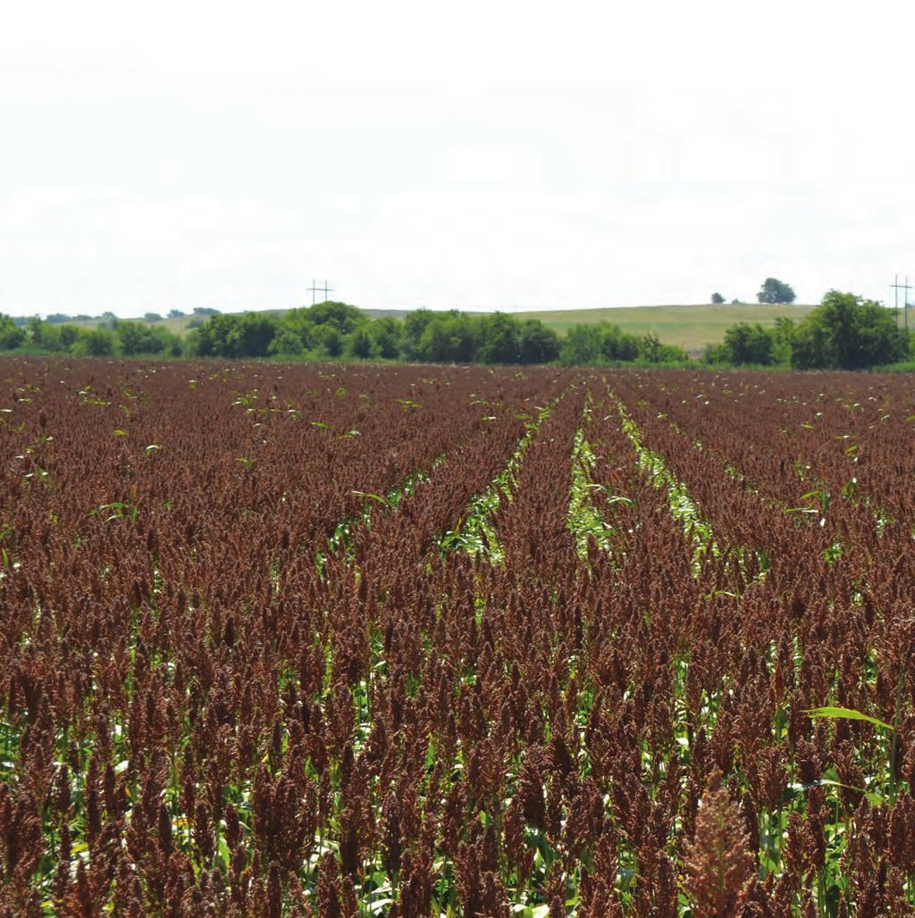 GRAIN SORGHUM - Plant Stands Seeds/A. (x 1000) 30 40 50 60 70 80 90 100 110 Row Width Seeds Per Foot of Row 40 2.3 3.1 3.9 4.6 5.4 6.1 6.9 7.7 8.4 38 2.2 2.9 3.7 4.4 5.1 5.8 6.5 7.3 8.0 36 2.1 2.8 3.
