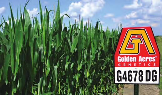 G4678DG EXAMPLE Corn Numbering System Our current system applies to all Golden Acres corn hybrids released since 2012 and is designed to tell you what our hybrid names mean at-a-glance.