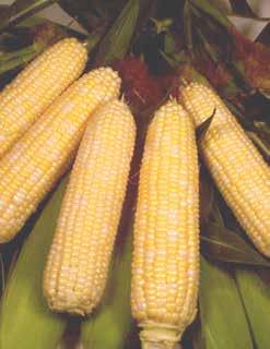 SPECIALTY CORN Yellow Sweet Corn Varieties Kandy Korn 73 RM EAR LENGTH 8.8" EAR DIAMETER 1.8" KERNEL ROWS 16-20 PLANT HEIGHT 6.