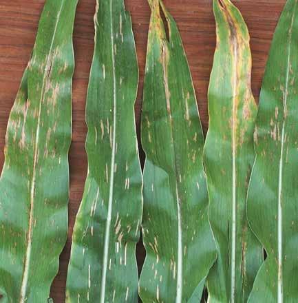 Big Four Yield Threats January 4, 2014 By: Darrell Smith, Farm Journal Conservation and Machinery Editor A defensive strategy should include understanding corn diseases, scouting fields and following