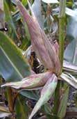 Late broadcast application of sulfonylurea herbicides can result in ear pinching.