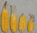 Other stresses, including nitrogen deficiency and high plant population, can result in nubbin ears. Tassel Ears Symptoms: Combination tassel and ear in the same structure - a tassel ear.