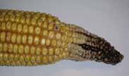 Western bean cutworm often enters ear through the husk in the sides of the ear.