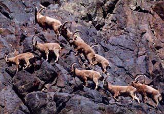 Markhor mainly inhabits the spaciously wooded mountainous regions in the north and western Pakistan.