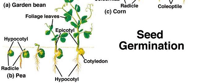 Epigeous germination (a): hypocotyl elongates, forms a hook and raises the cotyledons above the ground