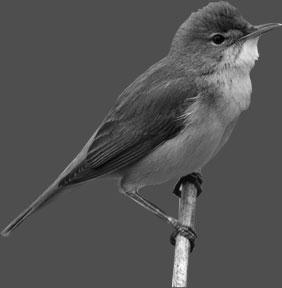 12 5 Reed warblers are small birds that migrate over long distances between western Africa and northern Europe. Fig. 5.1 shows a reed warbler, Acrocephalus scirpaceus. Fig. 5.1 (a) State three characteristic features of birds that are visible in Fig.
