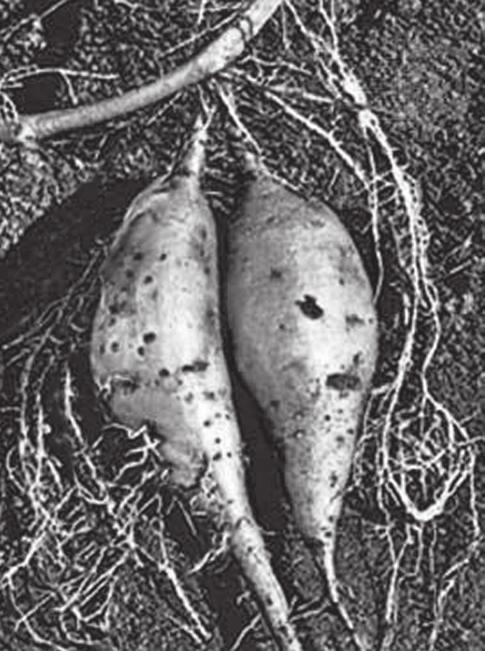 6 3 The sweet potato plant, Ipomoea batatas, has fibrous roots and storage roots. Fibrous roots absorb water and ions from the soil. Storage roots store insoluble carbohydrates. Fig.