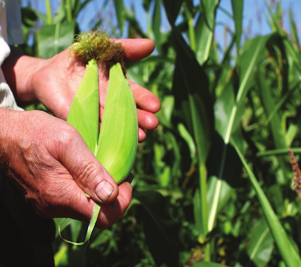 GM crops: Reaping the benefits, but not in Europe